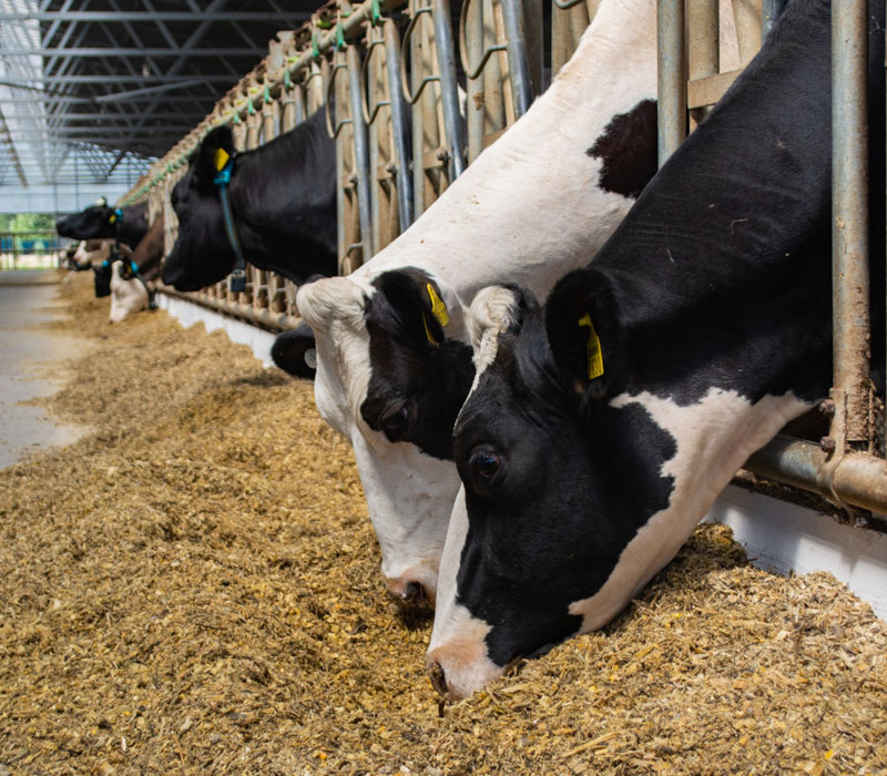 cattle-feed-plant-img2