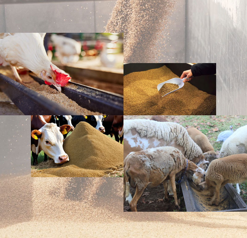 mash-feed-plant-img2